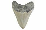 Serrated, Fossil Megalodon Tooth - North Carolina #378049-2
